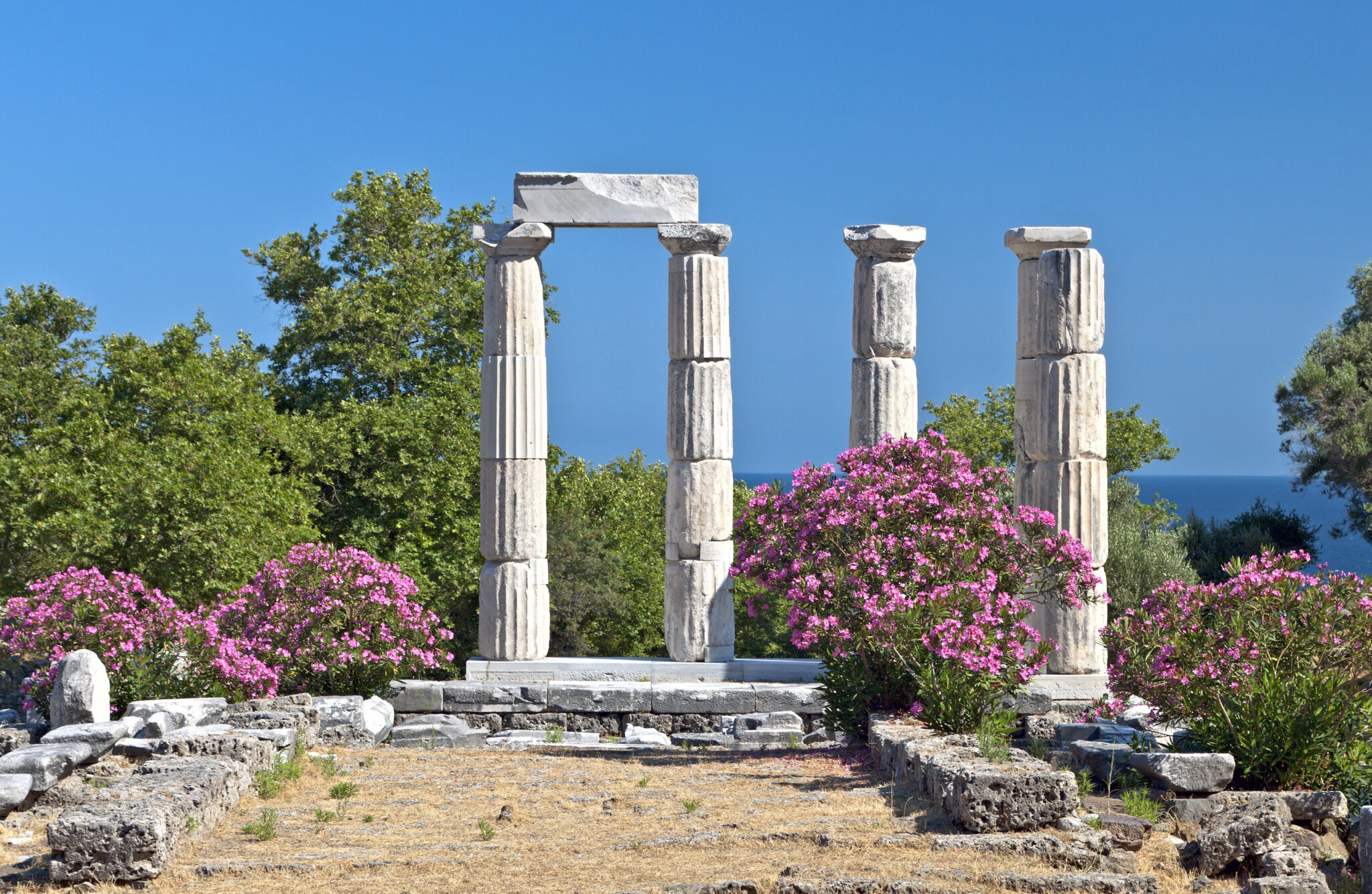 Πικροδάφνη