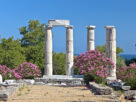 Πικροδάφνη: Η "γενοκτονία" ενός φυτού που κοσμεί την Ελλάδα και τη Σαμοθράκη - Τι προτείνει το ΓΕΩΤΕΕ Πικροδάφνη