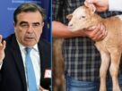 Μαργαρίτης Σχοινάς: Σταδιακά η ανασύσταση των κοπαδιών, αδειοδοτημένες μεγάλες εκτροφές το μοντέλο κτηνοτροφίας που επιδιώκει το ΥπΑΑΤ Ανασυγκρότηση των κοπαδιών Μαργαρίτης Σχοινάς